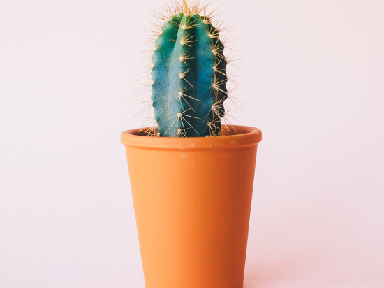 Just cactus